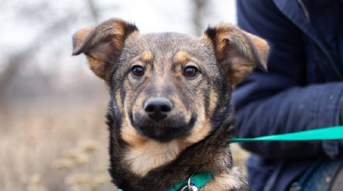 Chiens à adopter